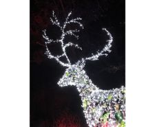Christmas-Reindeer-at-Dunham-e1535136038178.jpg