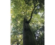 Tree-Castle-Park-Oct-2017.jpg