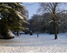 castle-park-snow-scene-trees-sunlight-2014.jpg
